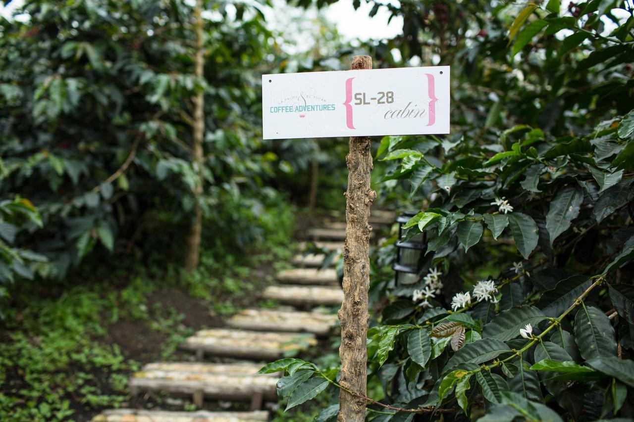 Zipacon Coffee & Adventure Hotel By La Palma Y El Tucan المظهر الخارجي الصورة