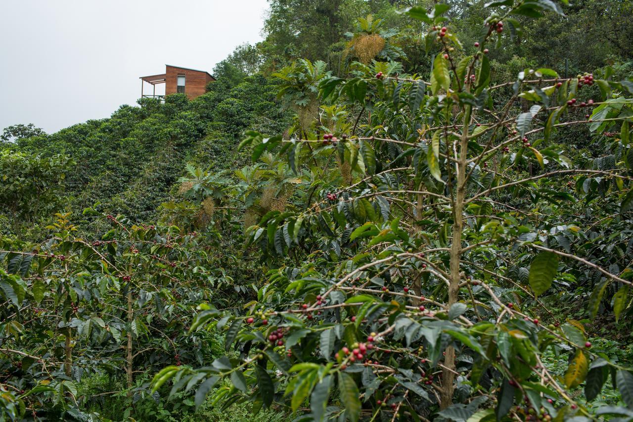 Zipacon Coffee & Adventure Hotel By La Palma Y El Tucan المظهر الخارجي الصورة