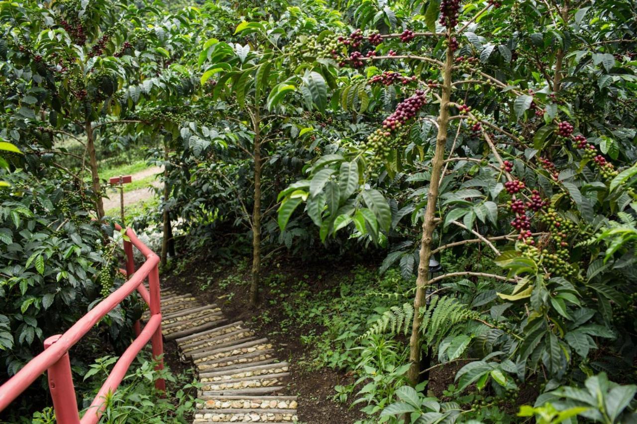 Zipacon Coffee & Adventure Hotel By La Palma Y El Tucan المظهر الخارجي الصورة